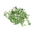 Genting Garden Thyme Leaves (Malaysia) 10g For Discount