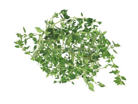 Genting Garden Thyme Leaves (Malaysia) 10g For Discount