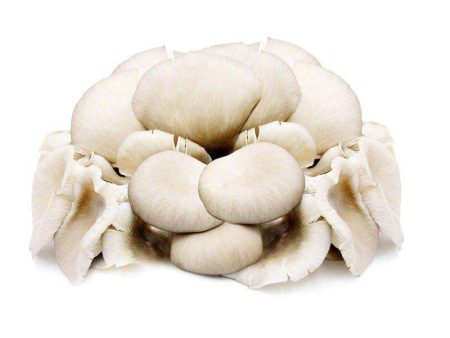 Oyster Mushroom (Malaysia) 200g Hot on Sale