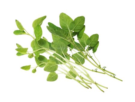 Genting Garden Oregano Leaves (Malaysia) 10g Online now