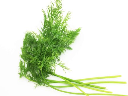 Genting Garden Dill Leaves 10g Cheap